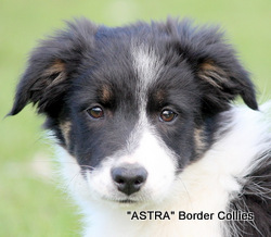 Tricolour Female border collie puppy